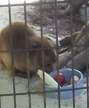 beaver eating vegetables