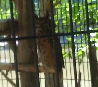 great horned owl