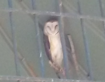 Barn Owl