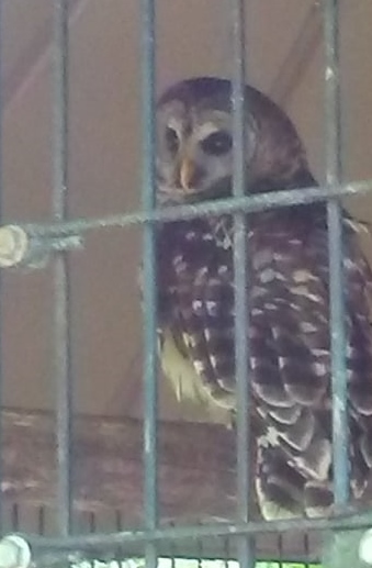 barred owl