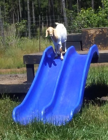 goat on a slide