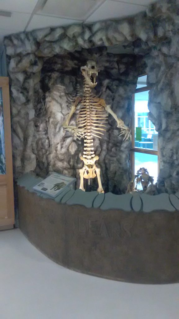 cave bear skeleton