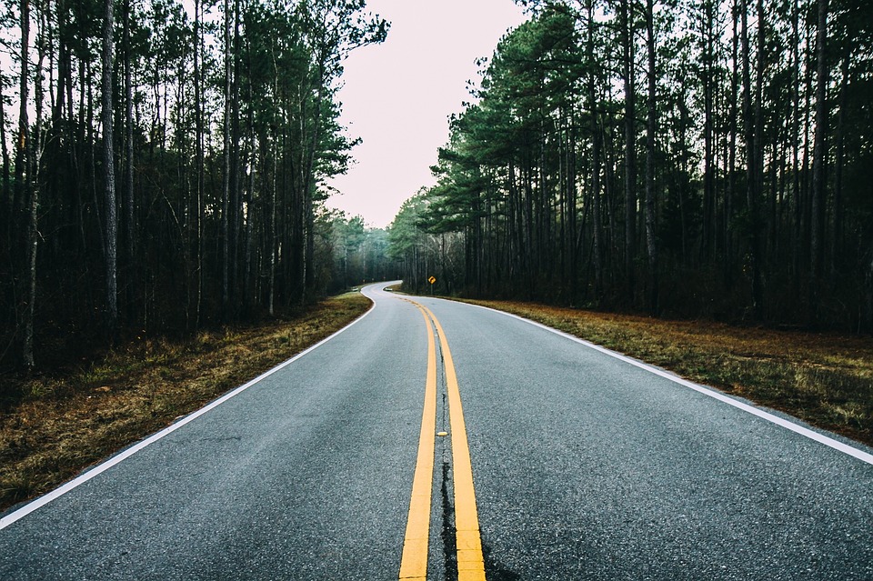 tree lined road