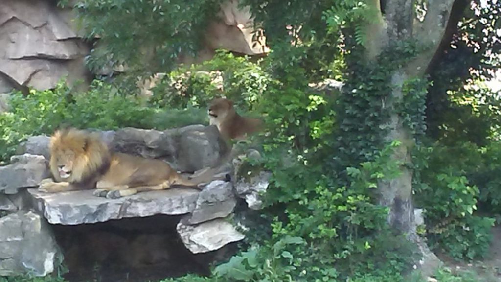 St Louis Zoo lions