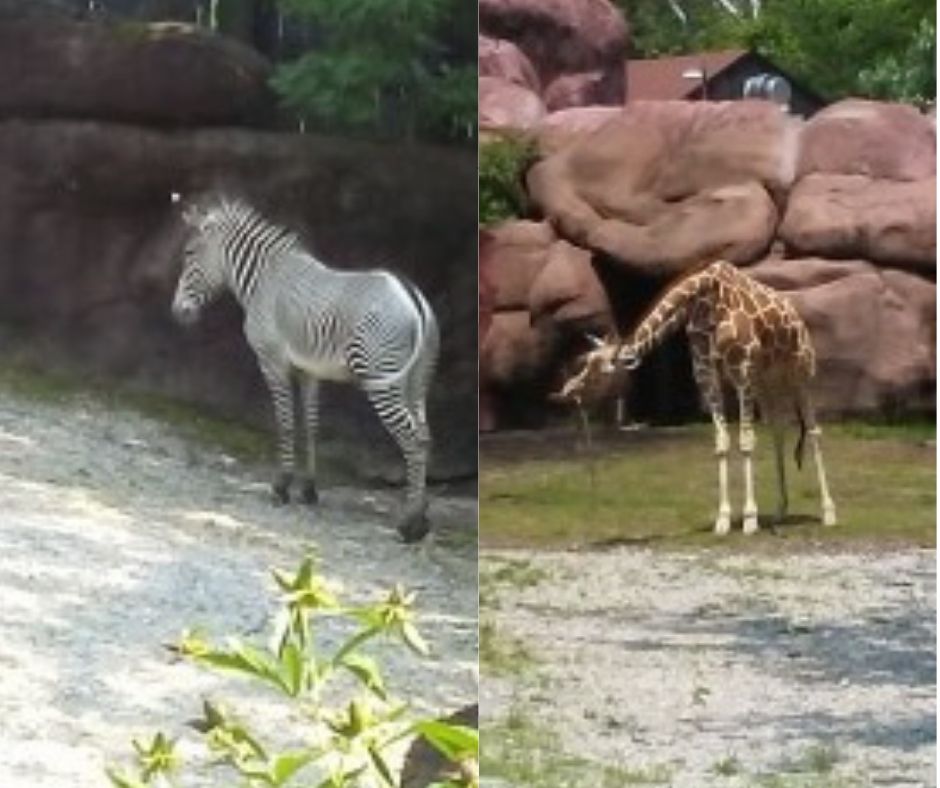 St Louis Zoo zebra and giraffe