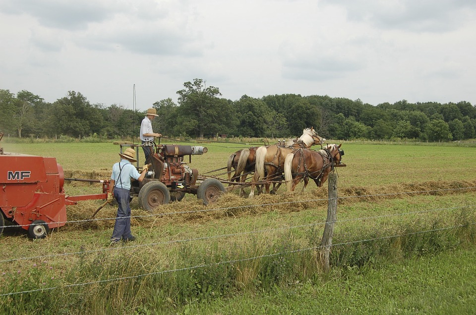 Amish farming