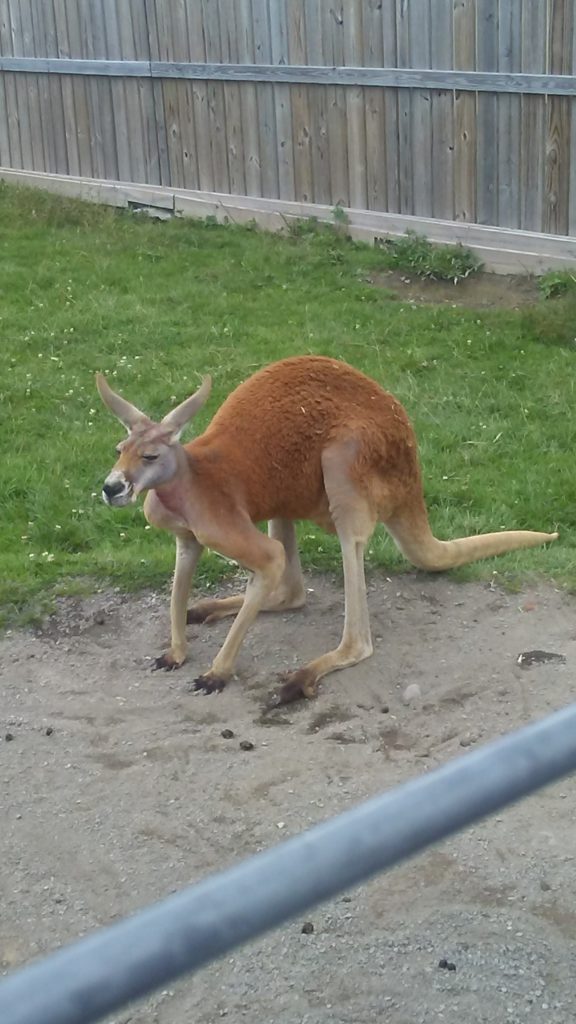 Kangaroo at AAP