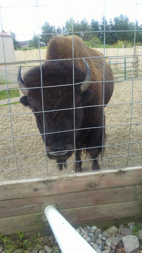 Buffalo at AAP