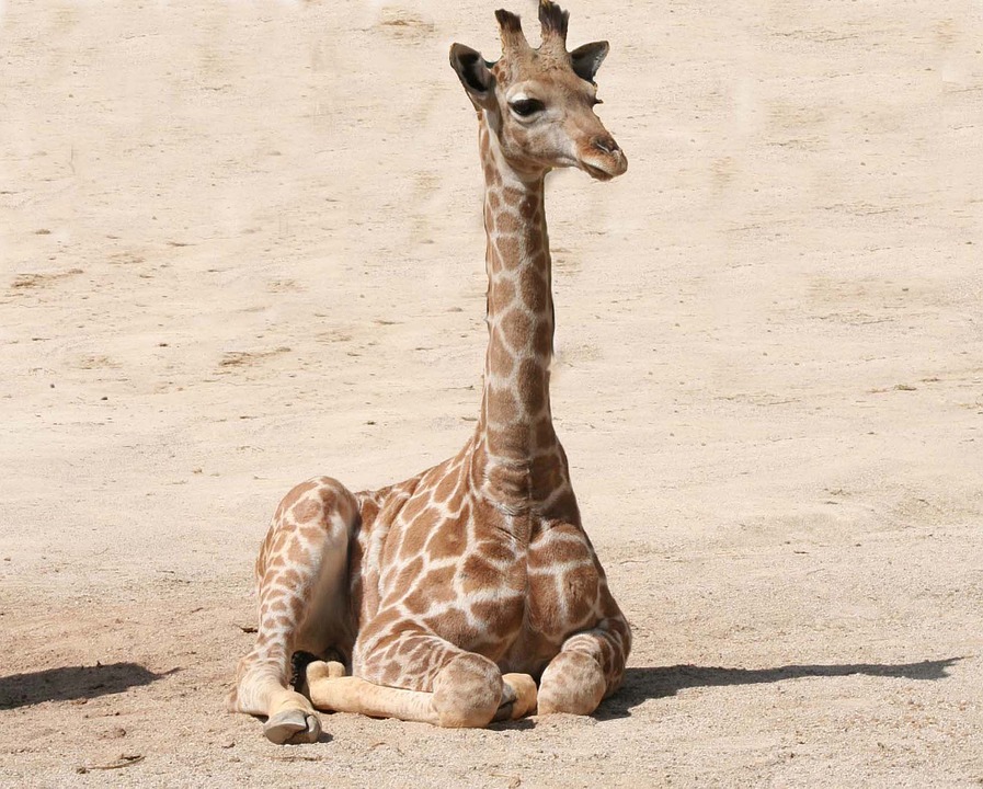 baby giraffe